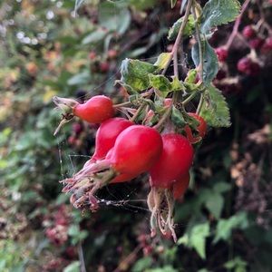 Meet your Posher, Bonnie rose